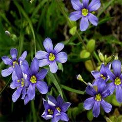 Blue Eyed Grass (CA Native)